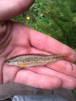 Creek Chub - North Carolina Fish Collection